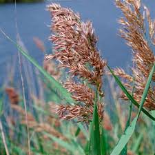 Image result for Phragmites australis