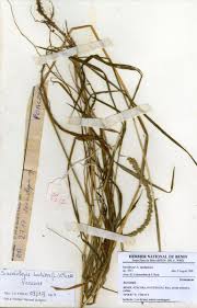 Image result for Sacciolepis indica