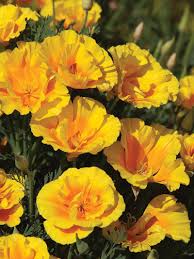 When should you plant the seeds? How To Grow Poppies Burpee
