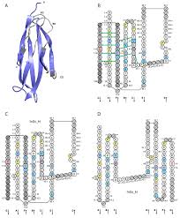 Antibodies Free Full Text Imgt And 30 Years Of