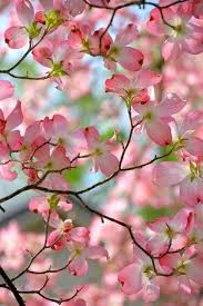 Pink flowering dogwood tree varieties. Stunning Yet So Deceptively Gentle And Fragile Prompts A Smile And Lifts My Spirits In 2020 Dogwood Blooms Flowering Trees Pink Dogwood