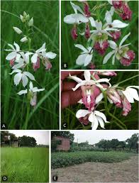 Image result for Eulophia livingstoneana