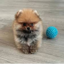 Pin On Cute Pomeranian Puppy