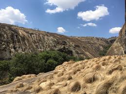 Image result for Coleochloa