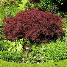 Acer palmatum 'shaina' (japanese maple) grows to 2m (h) x 1m (w) in 10 years. Weeping Japanese Maple Trees For Sale Fastgrowingtrees Com
