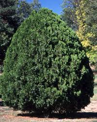 Image result for Vismia orientalis