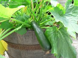 When growing zucchini inside, insects are not available to do this job. Plantfiles Pictures Zucchini Courgette Summer Squash Dark Green Cucurbita Pepo By Metallic