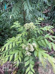 Image result for Murraya koenigii