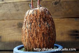 Image result for Adenia stenodactyla