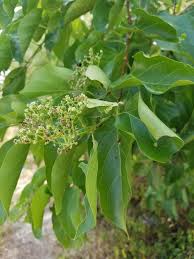 Image result for Premna tanganyikensis