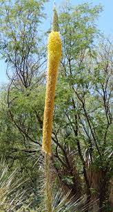 Image result for Agavaceae