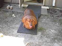 Fat Weiner Dog Again Youtube