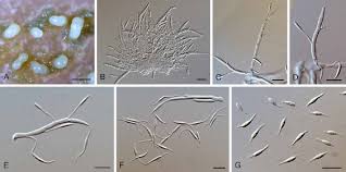 Image result for Macrotyloma daltonii