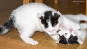 So ist ein leben ohne katze zwar möglich, aber sinnlos. Katze In Der Wohnung Halten Ratgeber Wohnungskatze Tierecke