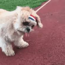 Share a gif and browse these related gif searches. Fat Dog Gifs Tenor