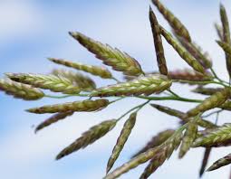 Image result for Eragrostis anacranthoides
