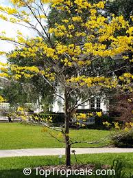 Image result for Handroanthus chrysotrichus