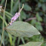 Image result for Polhillides