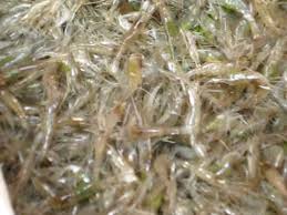 Shrimp paste produced in hong kong and vietnam is typically a light pinkish grey; Live Shrimp Salad From Thailand Youtube