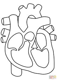 Human Heart Coloring Pages Human Heart Coloring Page Human Heart Coloring Page Free Printable Coloring P Heart Diagram Heart Coloring Pages Human Heart Diagram