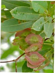 Image result for Terminalia sericea