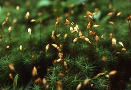 Identify thallose liverwort by its flat, long growths. Mosses And Liverworts