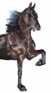 Horse Sale llc. Horse Sale llc.