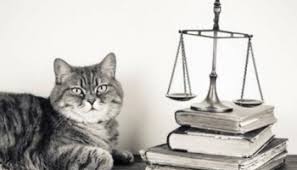 Kedi Ile Otobus Yolculugu Sehirler Arasi Kedi Tasima Suzionline