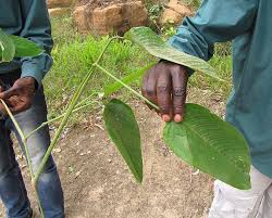 Image result for Sarcophrynium brachystachyum