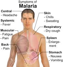 Malaria Part 3: The disease - Infection Landscapes