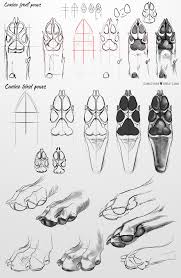 Canine Paws Study By Chickenbusiness Dog Drawing Tutorial Paw Drawing Animal Sketches