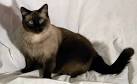 Siamese Cat Breed Facts & Pictures | petMD | PetMD