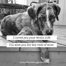 Dog says the final goodbye to his dying owner in hospital. 57 Heartbreaking Loss Of Dog Quotes Images Comforting Ways To Remember Your Pal Sympathy Card Messages