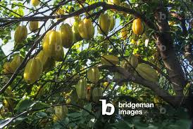 Image result for Averrhoa carambola