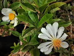 Image result for Xylotheca tettensis