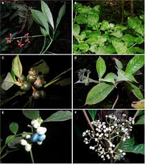 Image result for Psychotria kirkii