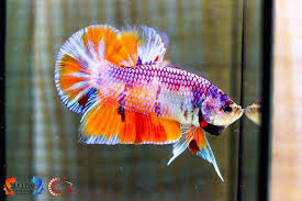 Pin By Betta Just Splendid Llc On Betta Splendid Betta Fish Betta Aquarium Fish