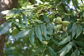 Image result for Carya illinoinensis