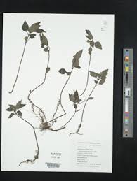 Image result for Pilea angolensis