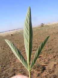 Image result for Eriosema burkei