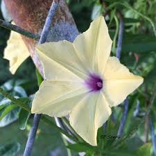 Image result for Ipomoea tuberculata