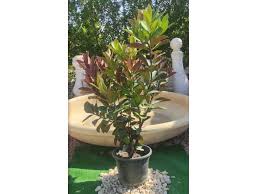 Image result for Acokanthera