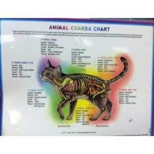 Animal Chakra Chart Cat
