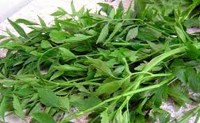 Hari ini jabatan hal ehwal akademik menawarkan kakitangannya yang mahukan daun selum. Daun Selom Selom Leaf Selom Leaves 1kg Pack Sold Per Pack Horeca Suppliers Supplybunny