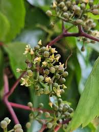 Image result for Parthenocissus quinquefolia