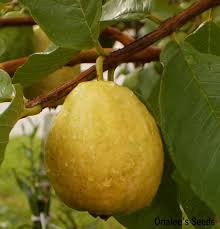 Grow in full sun with an average watering schedule. Florida Tropical White Pear Guava Fruit Tree Seeds Psidium Guajava Pyriferum