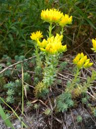 Image result for Sedum ruwenzoriense