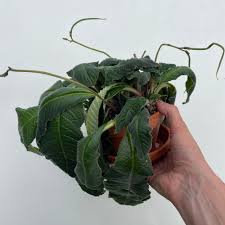 Image result for Streptocarpus leptopus