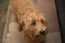 Check spelling or type a new query. 5 Best Maltipoo Rescues Usa Oodle Life