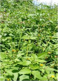 Image result for Bidens sp.no.1